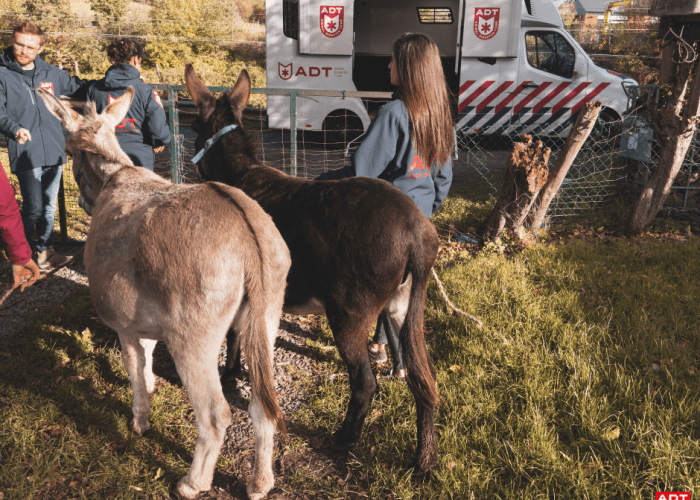 âne donkey ezel adt rescue