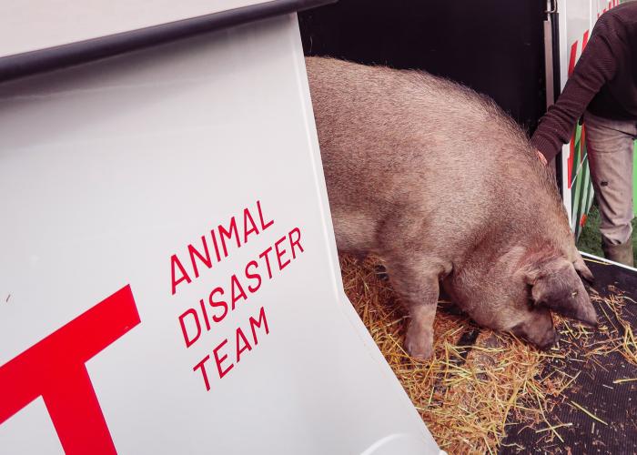 pig cochon varken zwijn adt rescue animal disaster team