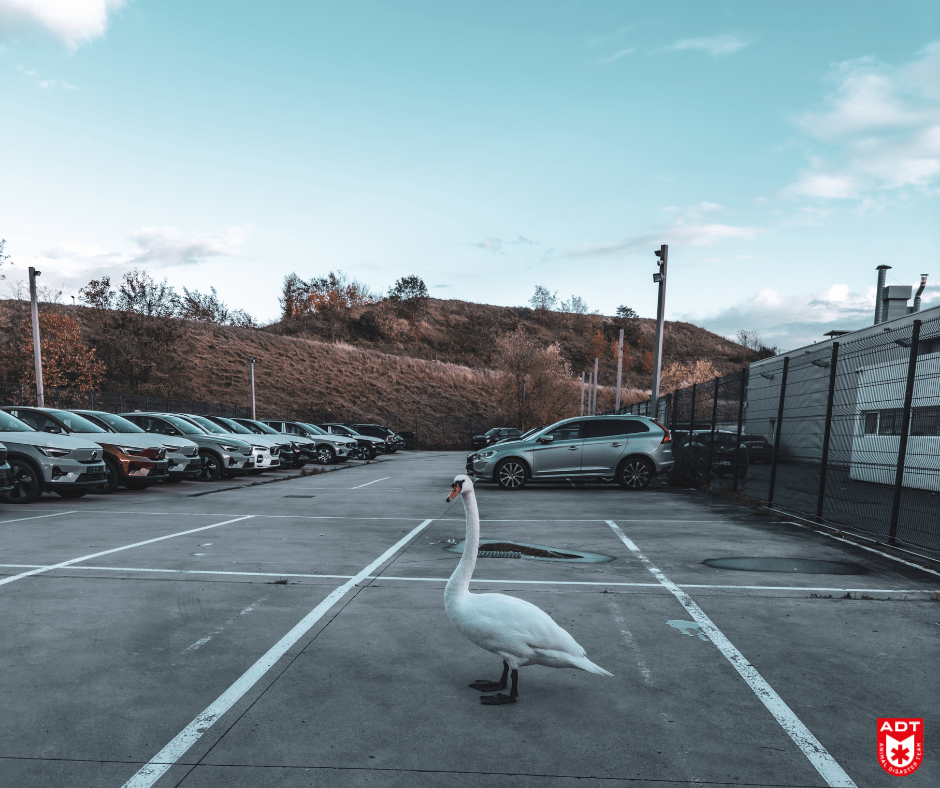 zwan cygne adt rescue 