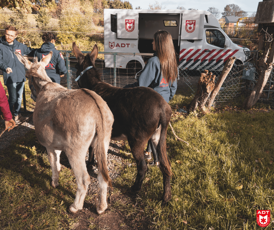 âne donkey ezel adt rescue