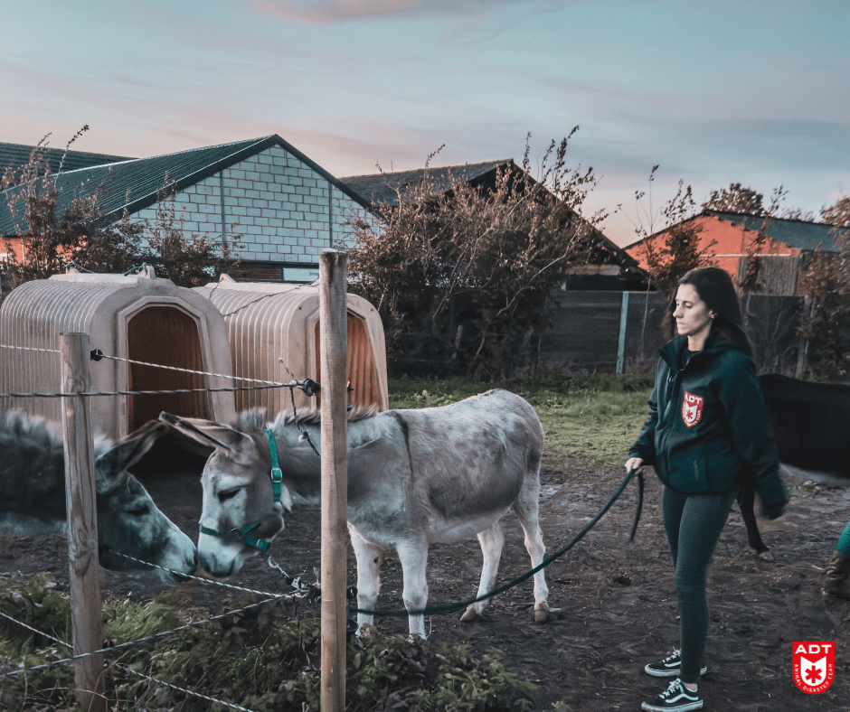 âne donkey ezel adt rescue