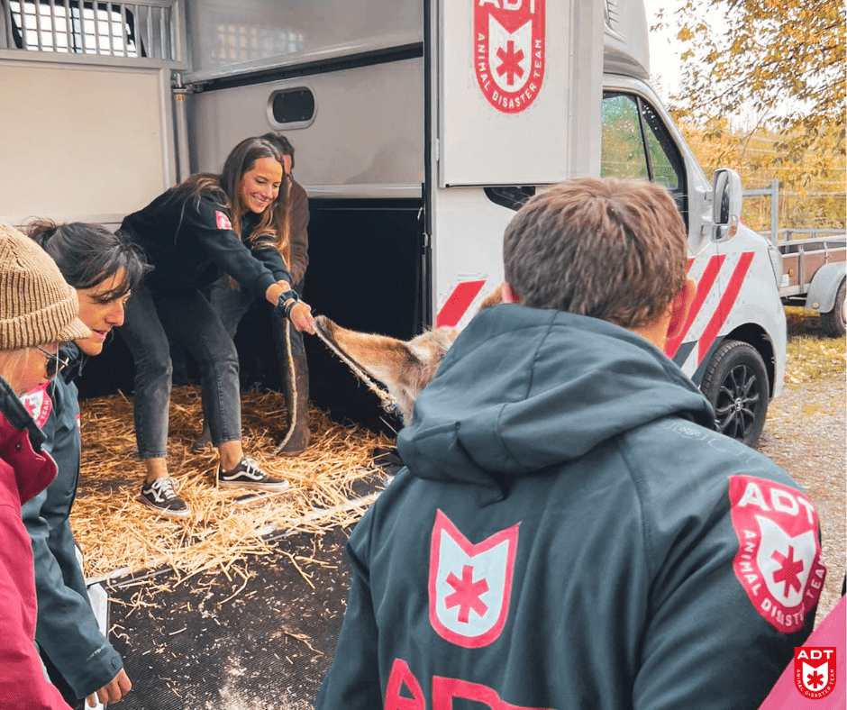 âne donkey ezel adt rescue