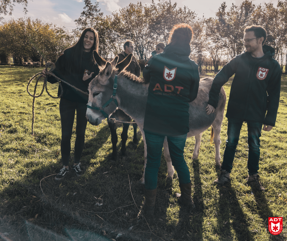 âne donkey ezel adt rescue