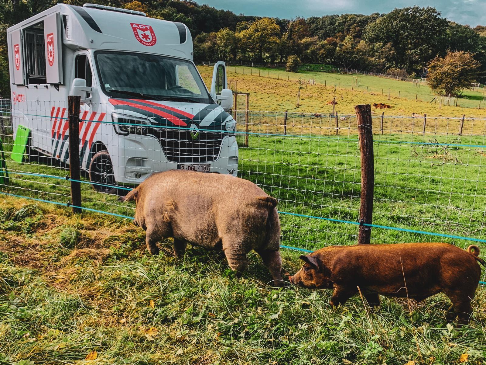 cochon vark adt rescue pig