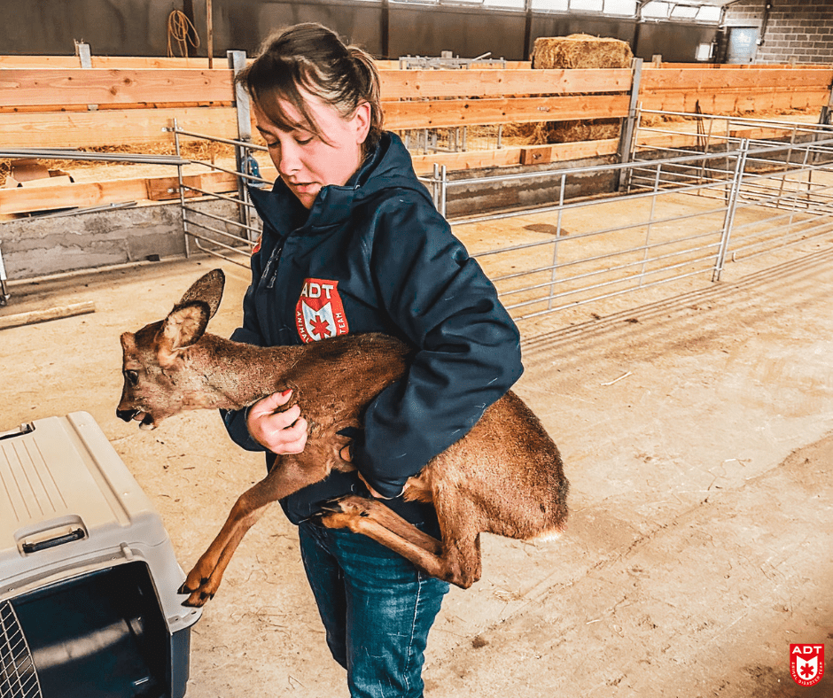 ree chevreuil sauvetage rescue redding team adt animal dier dieren