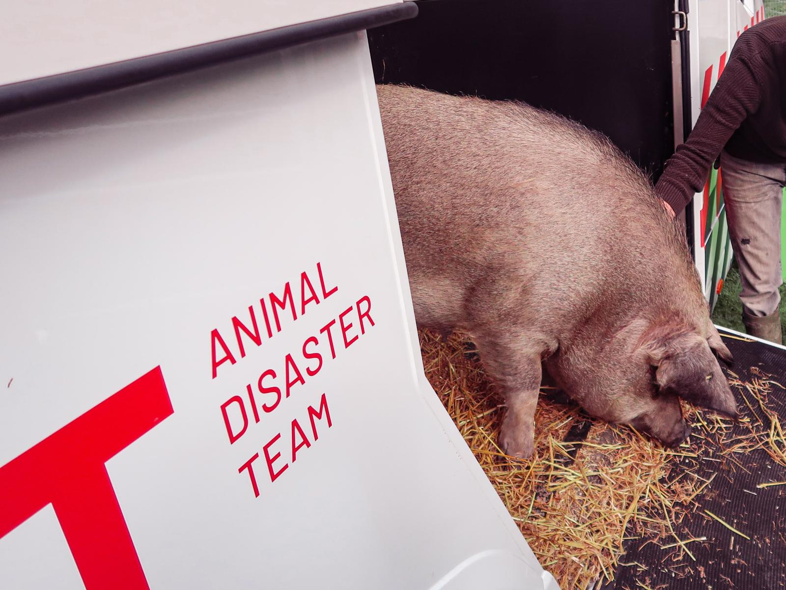 pig cochon varken zwijn adt rescue animal disaster team