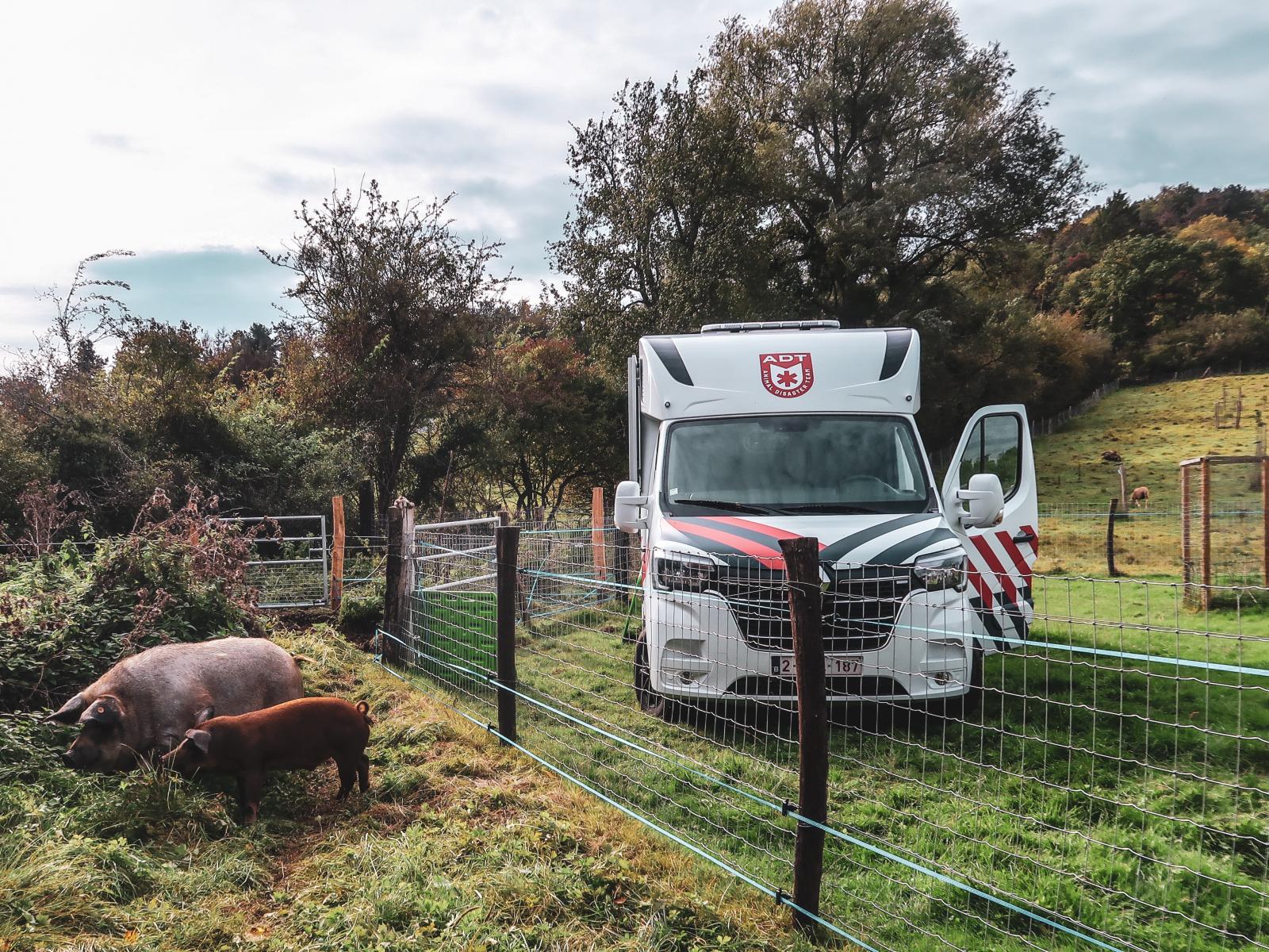 cochon vark adt rescue pig