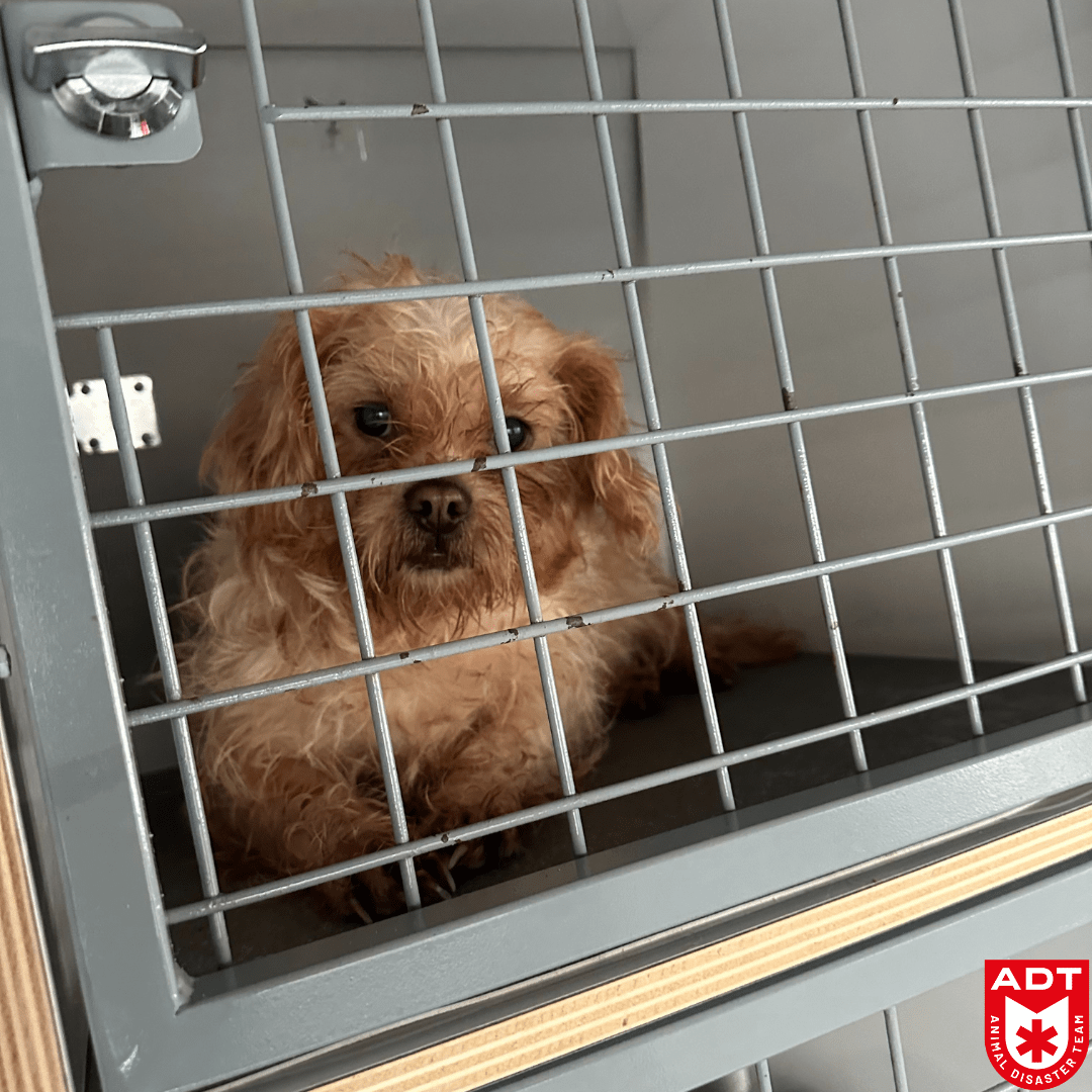 dog chien hond rescue adt animal 