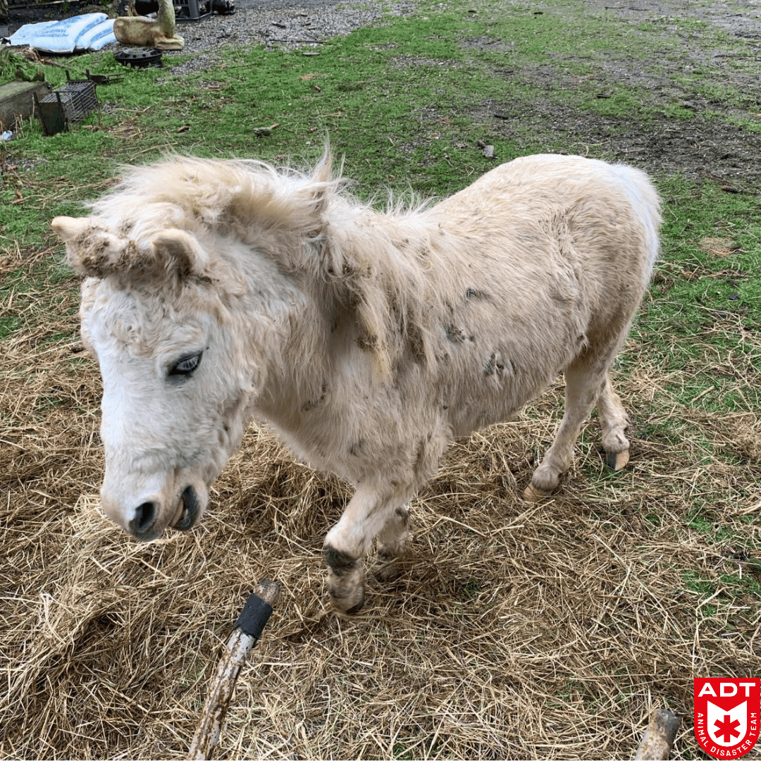 poney horse paard rescue adt police 