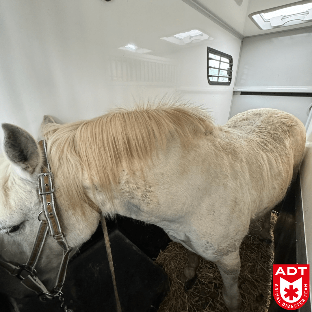 cheval paard adt