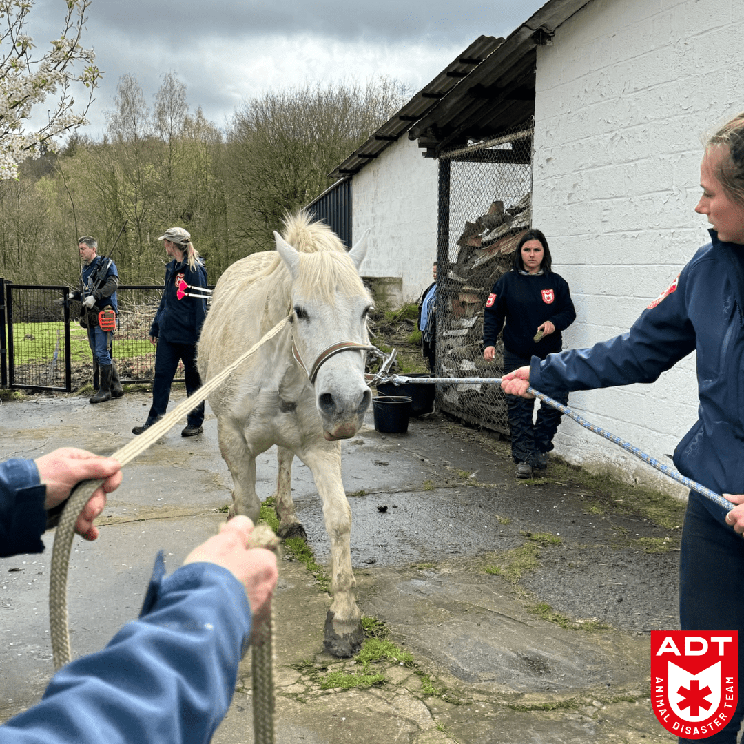 cheval paard adt